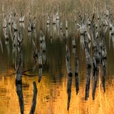 Für eine kurze Zeit im Jahr setzt vor der blauen Stunde die goldene Stunde ein. Unter dem abgestorbenen Birkenwald haben sich die Seeterrassen in ein natürliches Seebett zurückverwandelt. In der Ferne scheint das neue Seeufer auf. Hinter dem Schilfgürtel tragen Birken zu dieser Zeit gelbes Laub und reichen das Abendlicht an die toten Birken weiter