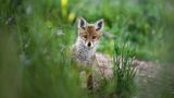 08.06.2021      ""Wer bist du?!?" fragte sich bestimmt der kleine Fuchswelpe, nachdem er sich eine Stunde lang hinter einem riesigen Grasbusch versteckt hatte, und ab und zu sein kleines Köpfchen herausstreckte um mich zu mustern. Neugierig, ängstlich und tapfer zugleich, entschied er sich nach dieser langen Zeit dann doch aus seinem Versteck zu kommen, und seine Familie mit einem wunderbarem Fuchsgebell zu alarmieren."      Ort: Starnberger See  Kamera: Sony Alpha 7RMIII / Sony 70-200GM 2,8  Mehr Fotos von Shawnee Catori