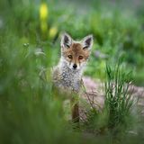 08.06.2021      ""Wer bist du?!?" fragte sich bestimmt der kleine Fuchswelpe, nachdem er sich eine Stunde lang hinter einem riesigen Grasbusch versteckt hatte, und ab und zu sein kleines Köpfchen herausstreckte um mich zu mustern. Neugierig, ängstlich und tapfer zugleich, entschied er sich nach dieser langen Zeit dann doch aus seinem Versteck zu kommen, und seine Familie mit einem wunderbarem Fuchsgebell zu alarmieren."      Ort: Starnberger See  Kamera: Sony Alpha 7RMIII / Sony 70-200GM 2,8  Mehr Fotos von Shawnee Catori