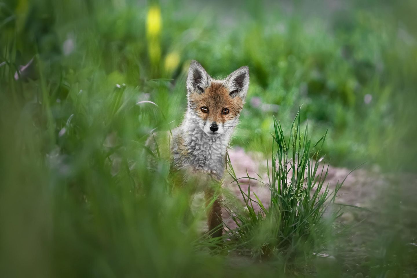 GEO LESERFOTO: 08.06.2021 ""Wer bist du?!?" fragte sich bestimmt der kleine Fuchswelpe, nachdem er sich eine Stunde lang hinter einem riesigen Grasbusch versteckt hatte, und ab und zu sein kleines Köpfchen herausstreckte um mich zu mustern. Neugierig, ängstlich und tapfer zugleich, entschied er sich nach dieser langen Zeit dann doch aus seinem Versteck zu kommen, und seine Familie mit einem wunderbarem Fuchsgebell zu alarmieren." Ort: Starnberger See Kamera: Sony Alpha 7RMIII / Sony 70-200GM 2,8 Mehr Fotos von Shawnee Catori 08.06.2021      ""Wer bist du?!?" fragte sich bestimmt der kleine Fuchswelpe, nachdem er sich eine Stunde lang hinter einem riesigen Grasbusch versteckt hatte, und ab und zu sein kleines Köpfchen herausstreckte um mich zu mustern. Neugierig, ängstlich und tapfer zugleich, entschied er sich nach dieser langen Zeit dann doch aus seinem Versteck zu kommen, und seine Familie mit einem wunderbarem Fuchsgebell zu alarmieren."      Ort: Starnberger See  Kamera: Sony Alpha 7RMIII / Sony 70-200GM 2,8  Mehr Fotos von Shawnee Catori