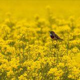 09.06.2021      "Dieses Foto entstand in den Morgenstunden bei Tierbeobachtungen "Leben im Feld"."      Ort: Leybucht  Kamera: Nikon D850; Objektiv Nikkor 200-500mm  Mehr Fotos von Dr. Mark Tomalla