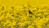 09.06.2021      "Dieses Foto entstand in den Morgenstunden bei Tierbeobachtungen "Leben im Feld"."      Ort: Leybucht  Kamera: Nikon D850; Objektiv Nikkor 200-500mm  Mehr Fotos von Dr. Mark Tomalla