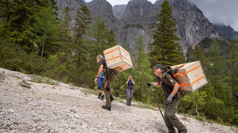 Bartgeier werden auf das Knittelhorn getragen