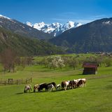 Kühe grasen im Gurgltal bei Tarrenz