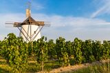 Windmühle in den Weinbergen von Retz