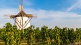 Windmühle in den Weinbergen von Retz