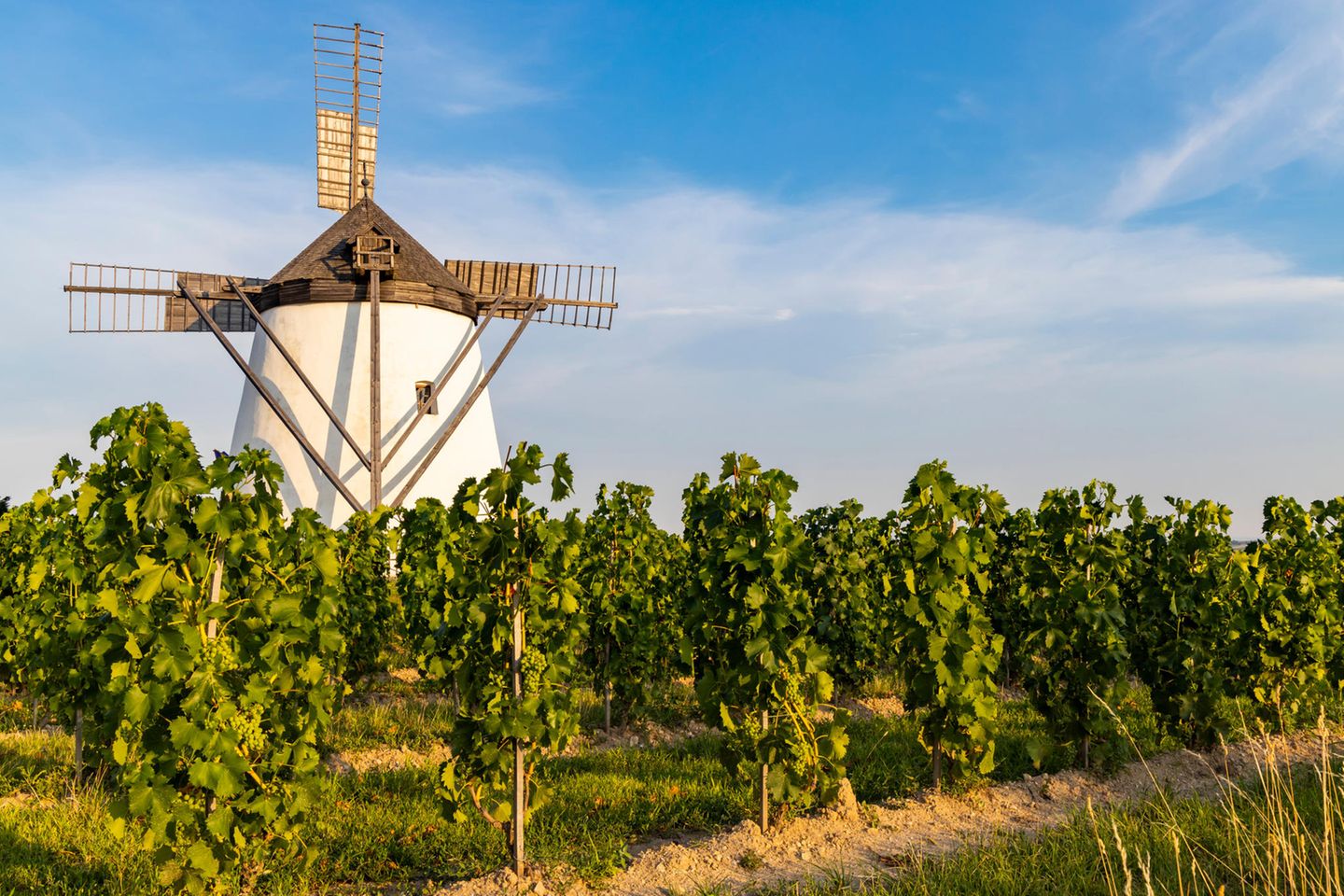 Windmühle in den Weinbergen von Retz