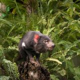 Tasmanischer Teufel sitzt auf einem Stamm