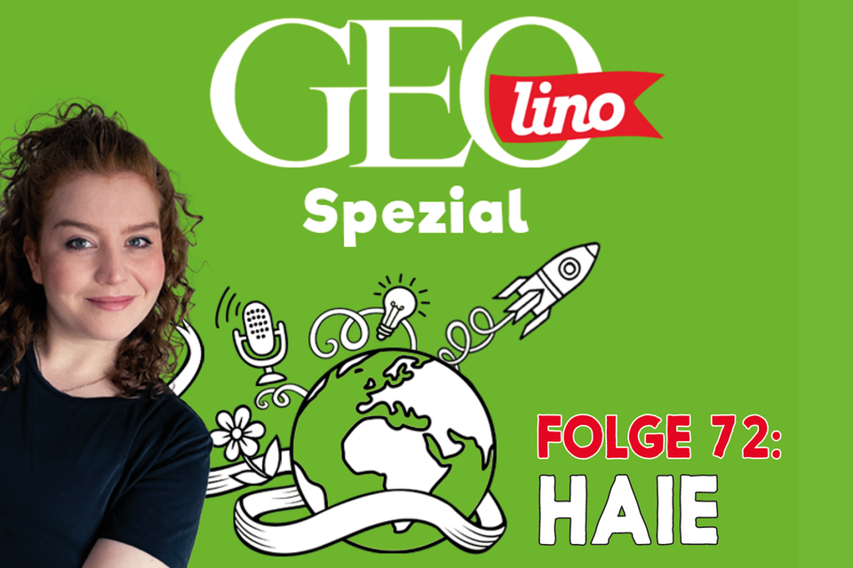 In Folge 72 unseres GEOlino-Podcasts geht's um Haie