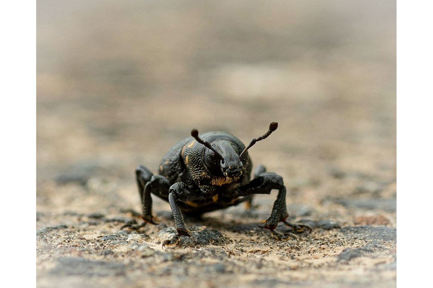 GEO LESERFOTO: 11.06.2021 "Makroaufnahme des Rüsselkäfers, der über die Strasse lief, dazu musste ich ihn mehrmals "anhalten", damit er mir nicht ständig aus dem Motiv rannte." Kamera: Nikon D500 1/15 sec auf f/16,0 ISO 100 90 mm Mehr Fotos von Andrea Albert 11.06.2021      "Makroaufnahme des Rüsselkäfers, der über die Strasse lief, dazu musste ich ihn mehrmals "anhalten", damit er mir nicht ständig aus dem Motiv rannte."  Kamera: Nikon D500 1/15 sec auf f/16,0 ISO 100 90 mm  Mehr Fotos von Andrea Albert