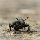 11.06.2021      "Makroaufnahme des Rüsselkäfers, der über die Strasse lief, dazu musste ich ihn mehrmals "anhalten", damit er mir nicht ständig aus dem Motiv rannte."  Kamera: Nikon D500 1/15 sec auf f/16,0 ISO 100 90 mm  Mehr Fotos von Andrea Albert