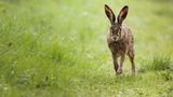 10.06.2021      "Der Grund, warum mich die Wildtierfotografie so fesselt und ich mich (fast) zwingen muss auch nach anderen Naturmotiven zu gucken: Sie ist so unglaublich spannend und man weiß nie, welche Situationen einen da draußen erwarten. Bestes Beispiel ist dieser Feldhase (Lepus europaeus), welcher mich entweder nicht zu sehen schien oder sich einfach nicht von mir stören ließ, als er bis auf knapp 7 Meter an mich heran hoppelte, um dann langsam wieder in einem Rapsfeld zu verschwinden."      Kamera: Canon EOS R6 + Sigma 150-600 mm f/5 - 6.3 DG OS HSM C  Mehr Fotos von marcjeworrek
