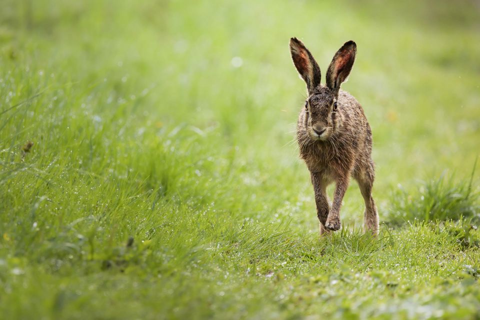 10.06.2021      "Der Grund, warum mich die Wildtierfotografie so fesselt und ich mich (fast) zwingen muss auch nach anderen Naturmotiven zu gucken: Sie ist so unglaublich spannend und man weiß nie, welche Situationen einen da draußen erwarten. Bestes Beispiel ist dieser Feldhase (Lepus europaeus), welcher mich entweder nicht zu sehen schien oder sich einfach nicht von mir stören ließ, als er bis auf knapp 7 Meter an mich heran hoppelte, um dann langsam wieder in einem Rapsfeld zu verschwinden."      Kamera: Canon EOS R6 + Sigma 150-600 mm f/5 - 6.3 DG OS HSM C  Mehr Fotos von marcjeworrek