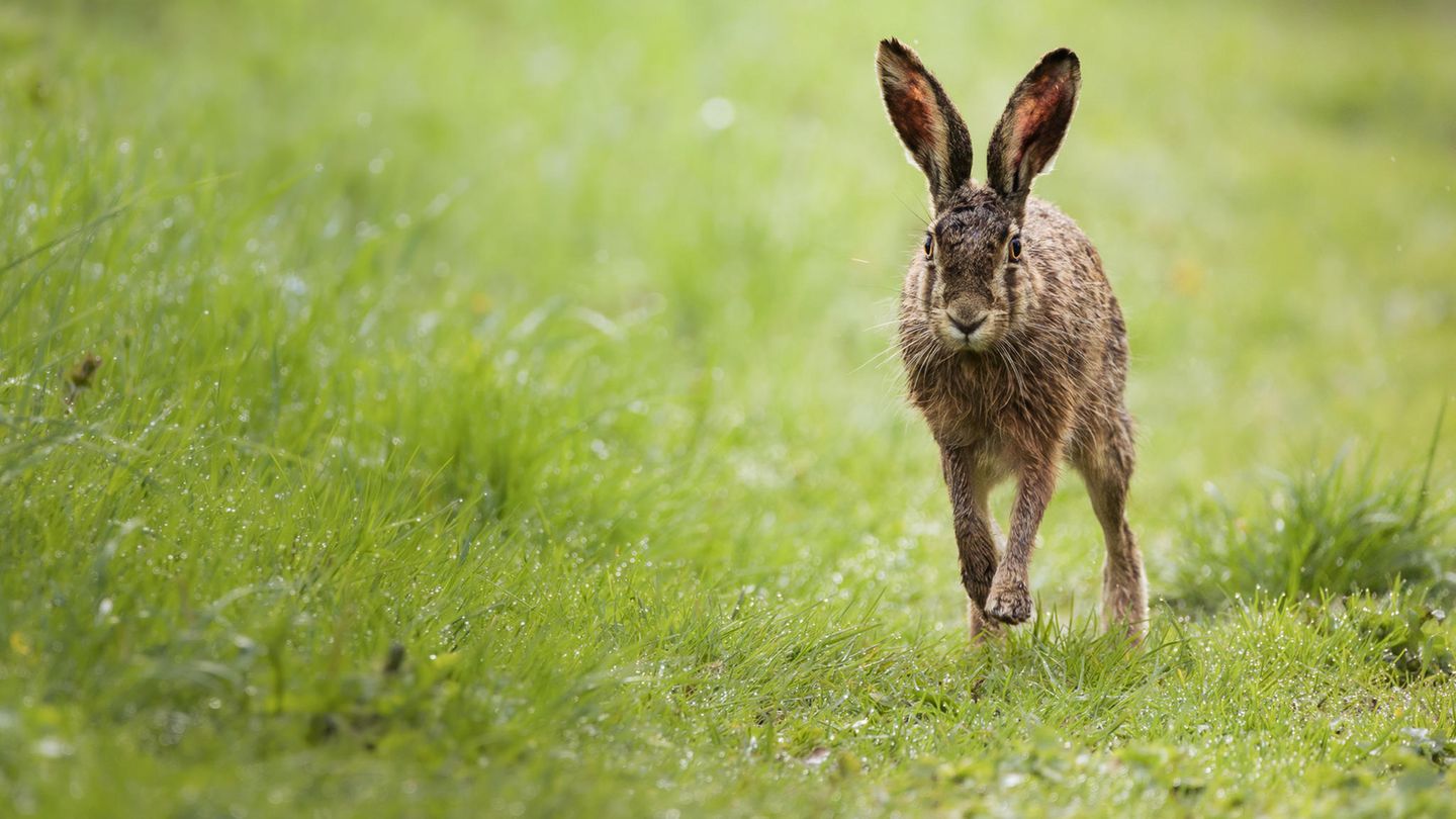 10.06.2021      "Der Grund, warum mich die Wildtierfotografie so fesselt und ich mich (fast) zwingen muss auch nach anderen Naturmotiven zu gucken: Sie ist so unglaublich spannend und man weiß nie, welche Situationen einen da draußen erwarten. Bestes Beispiel ist dieser Feldhase (Lepus europaeus), welcher mich entweder nicht zu sehen schien oder sich einfach nicht von mir stören ließ, als er bis auf knapp 7 Meter an mich heran hoppelte, um dann langsam wieder in einem Rapsfeld zu verschwinden."      Kamera: Canon EOS R6 + Sigma 150-600 mm f/5 - 6.3 DG OS HSM C  Mehr Fotos von marcjeworrek