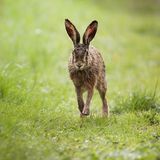 10.06.2021      "Der Grund, warum mich die Wildtierfotografie so fesselt und ich mich (fast) zwingen muss auch nach anderen Naturmotiven zu gucken: Sie ist so unglaublich spannend und man weiß nie, welche Situationen einen da draußen erwarten. Bestes Beispiel ist dieser Feldhase (Lepus europaeus), welcher mich entweder nicht zu sehen schien oder sich einfach nicht von mir stören ließ, als er bis auf knapp 7 Meter an mich heran hoppelte, um dann langsam wieder in einem Rapsfeld zu verschwinden."      Kamera: Canon EOS R6 + Sigma 150-600 mm f/5 - 6.3 DG OS HSM C  Mehr Fotos von marcjeworrek