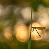 14.06.2021      "Libelle - Mystik pur!"      Kamera: Canon R5 / Canon 100 mm macro  Mehr Fotos von Peter Schwager