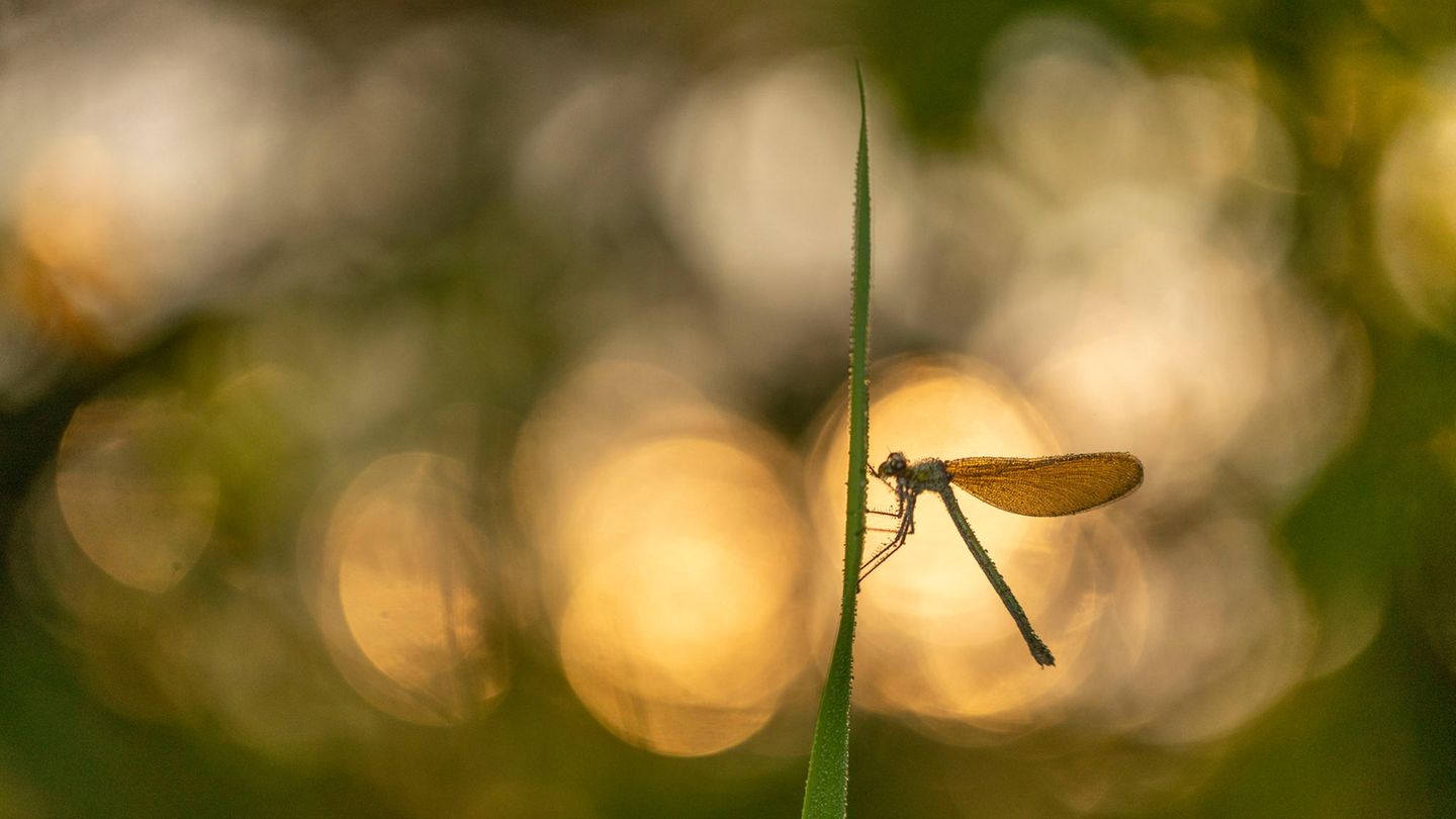 14.06.2021      "Libelle - Mystik pur!"      Kamera: Canon R5 / Canon 100 mm macro  Mehr Fotos von Peter Schwager