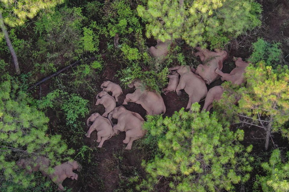 Eine Elefantenherde liegt am Boden und schläft. Die umherwandernde Herde von 15 asiatischen Elefanten sorgt derzeit in China für Aufsehen. In ihrer Heimat bereits berühmt, werden Chinas wandernde Elefanten nun zu internationalen Stars