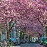 Wenn ich als Kind zu den Kuppen des Siebengebirges hinüberschaute, war für mich klar: Dort drüben, auf der anderen Seite des Rheins, haben früher mal Helden gegen Drachen gekämpft. Woher sonst sollten der Drachenfels, einer der sieben Berge, und die Ruine der Drachenburg ihren Namen haben? Warum sonst sollte meine Heimat, die Rheinhänge südlich von Bonn mit ihren dreizehn Dörfern zwischen Äckern und Wäldern, »Drachenfelser Ländchen« heißen? Wenn ich heute an diesen Ort denke, habe ich den Klang des Bönnschen Dialekts im Ohr und die kluge Lebensweisheit der Menschen dort im Sinn (»Et hätt noch immer jot jejange!«). Und auf der Zunge den Geschmack von Gummibärchen – Haribo gehört zu Bonn wie das Bier zu Bayern.  Mein Tipp: Die Kirschblüte jedes Frühjahr in der Bonner Altstadt. Außerdem: die »Feuerroute« als Ideallinie durchs Drachenfelser Ländchen  Bertram Weiss, Textredakteur