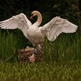 15.06.2021      "Ein Schwanennest mit jungen Babys mit Ihrer Schwanenmutter mit gespreizten Flügeln"  Kamera: Nikon D2 mit 500 mm Spiegelobjektiv