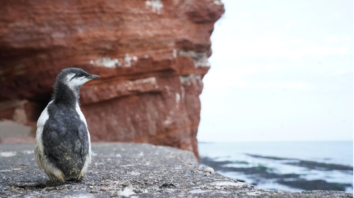 Ein Trottellummenküken sucht nach seinem Sprung vom Lummenfelsen auf Helgoland nach seinen Eltern