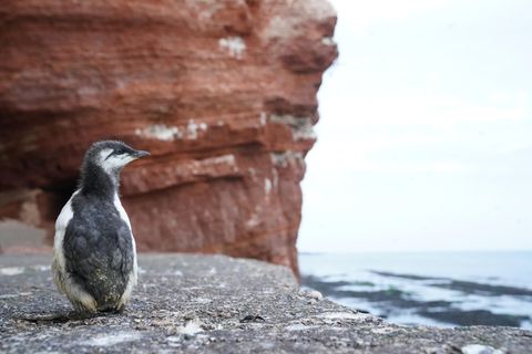 Ein Trottellummenküken sucht nach seinem Sprung vom Lummenfelsen auf Helgoland nach seinen Eltern