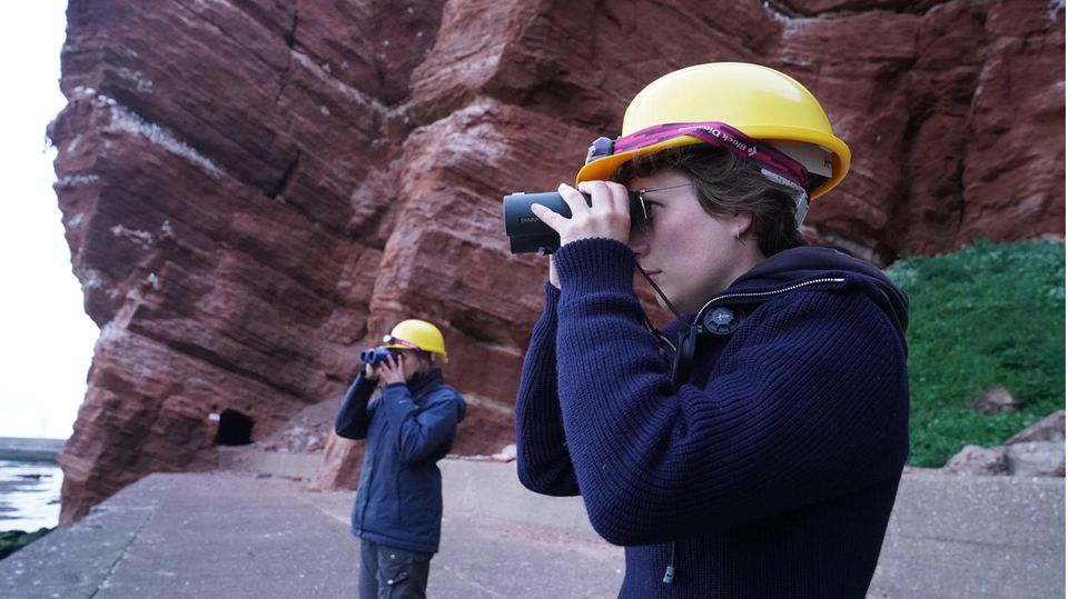 Freiwillige Helfer des Vereins Jordsand auf Helgoland, beobachten die Trottellummenküken am Lummenfelsen