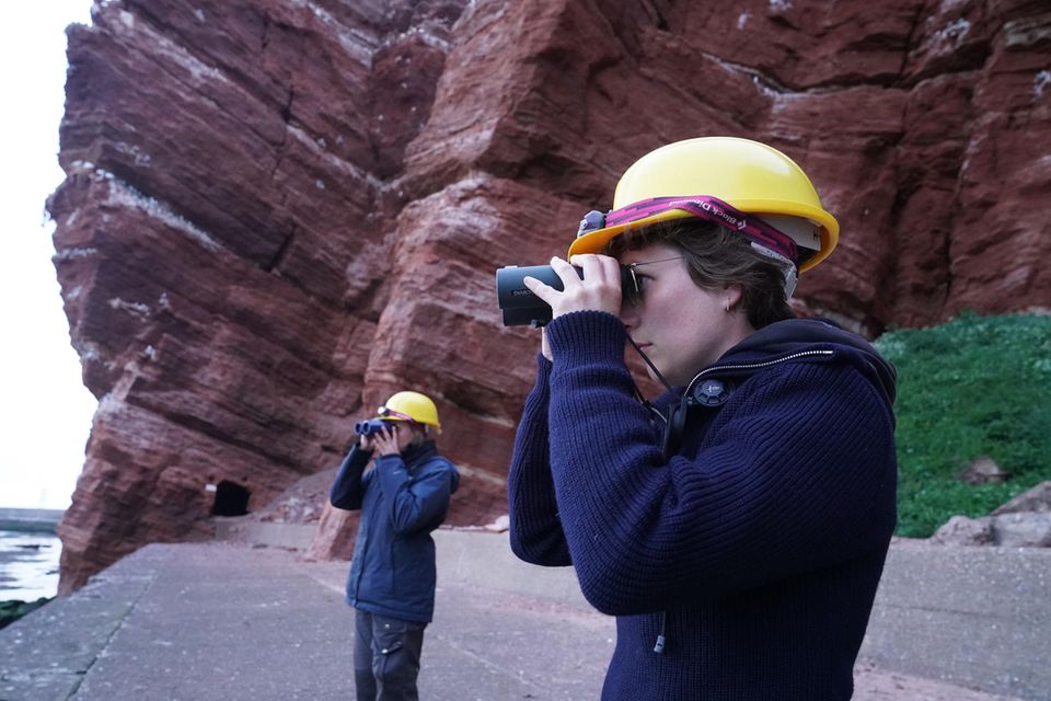 Seltenes Naturspektakel: Freiwillige Helfer des Vereins Jordsand auf Helgoland, beobachten die Trottellummenküken am Lummenfelsen Freiwillige Helfer des Vereins Jordsand auf Helgoland, beobachten die Trottellummenküken am Lummenfelsen