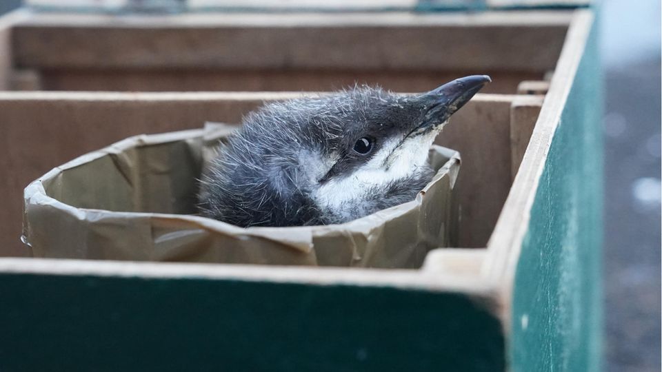 Trottellummenküken auf der Waage