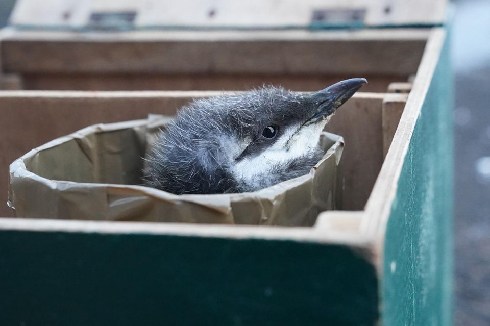 Trottellummenküken auf der Waage Trottellummenküken auf der Waage