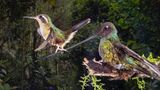 Ob der kleine Schwarzohrkolibri (Adelomyia melanogenys) überhaupt merkt, wo er sich da niedergelassen hat? Der lange, schmale Schnabel des Schwertschnabelkolibris (Ensifera ensifera) scheint offenbar eine hervorragende Möglichkeit zu bieten, sich auszuruhen. Denn was aussieht wie ein Balanceakt, dient womöglich schlicht dem Energiesparen: Besonders in den kühlen und feuchten Nebelwäldern der Anden brauchen die Kolibris viele Kalorien, um sich die benötigte Energie von unzähligen Blumen wiederzuholen. Da kommt offenbar jede Sitzstange wie gerufen.