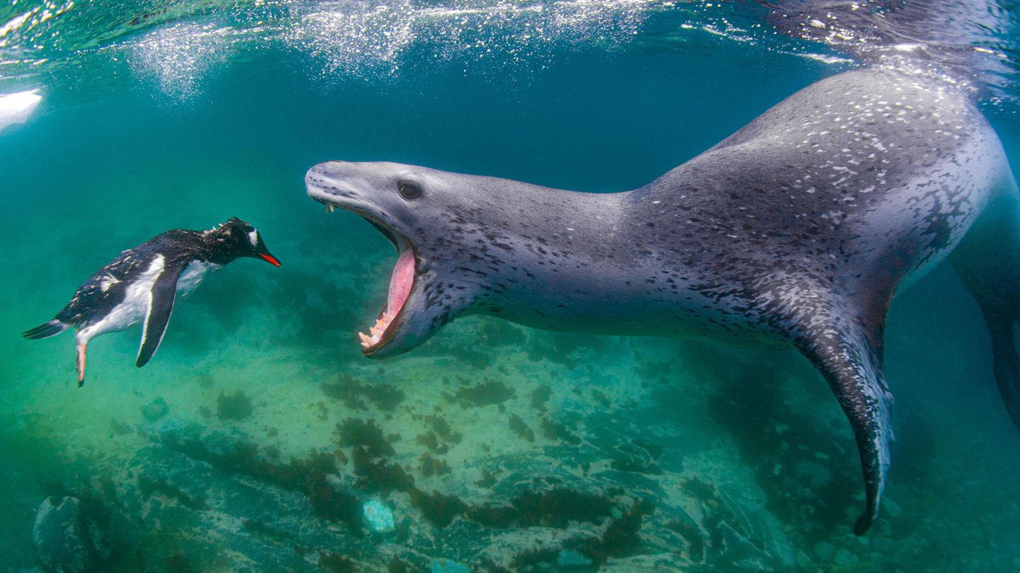 Seidiges Fell, dunkle Kulleraugen und ein niedliches Dauergrinsen: Seeleoparden scheinen das prädestinierte Modell für ein flauschiges Kuscheltier zu sein. Der Unterwasserfotograf Amos Nachoum zeigt mit seiner imposanten Aufnahme jedoch, dass die bis zu mehrere hundert Kilogramm schweren Tiere ihrem Namen in Wirklichkeit alle Ehre machen. Die großen Robben greifen sich nicht nur Krill oder Fisch – es darf auch mal ein Pinguin sein. Gut zu erkennen ist bei diesem Exemplar nicht nur die immense Größe seines Kiefers, es präsentiert auch seine scharfen, spitzen Zähne. Ein Anblick, den man lieber nicht aus näherer Perspektive erleben möchte.