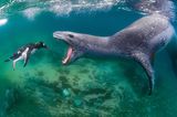 Seidiges Fell, dunkle Kulleraugen und ein niedliches Dauergrinsen: Seeleoparden scheinen das prädestinierte Modell für ein flauschiges Kuscheltier zu sein. Der Unterwasserfotograf Amos Nachoum zeigt mit seiner imposanten Aufnahme jedoch, dass die bis zu mehrere hundert Kilogramm schweren Tiere ihrem Namen in Wirklichkeit alle Ehre machen. Die großen Robben greifen sich nicht nur Krill oder Fisch – es darf auch mal ein Pinguin sein. Gut zu erkennen ist bei diesem Exemplar nicht nur die immense Größe seines Kiefers, es präsentiert auch seine scharfen, spitzen Zähne. Ein Anblick, den man lieber nicht aus näherer Perspektive erleben möchte.