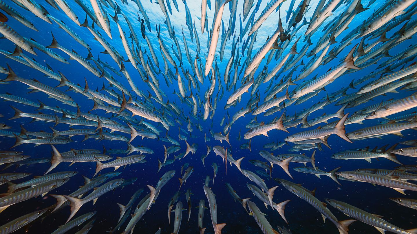 In der Kategorie „Aquatic Life“ gewann der Fotograf Yung-Sen Wu mit seinem Foto der stromlinienförmigen Barrakudas am Blue Corner in Palau, rund 40 Kilometer südwestlich von Koror. Wegen der bergigen Riffe, einer großen Anzahl tropischer Fischarten und Korallenhaie gilt die Gegend als echtes Taucherparadies – und als eine Herausforderung. Unvorhersehbare Strömungen fordern hier selbst erfahrene Taucher. Über fünf Tage hinweg trotze Wu den Unberechenbarkeiten und kam schließlich mit dieser bemerkenswerten Aufnahme zurück an die Wasseroberfläche.