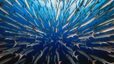 In der Kategorie „Aquatic Life“ gewann der Fotograf Yung-Sen Wu mit seinem Foto der stromlinienförmigen Barrakudas am Blue Corner in Palau, rund 40 Kilometer südwestlich von Koror. Wegen der bergigen Riffe, einer großen Anzahl tropischer Fischarten und Korallenhaie gilt die Gegend als echtes Taucherparadies – und als eine Herausforderung. Unvorhersehbare Strömungen fordern hier selbst erfahrene Taucher. Über fünf Tage hinweg trotze Wu den Unberechenbarkeiten und kam schließlich mit dieser bemerkenswerten Aufnahme zurück an die Wasseroberfläche.