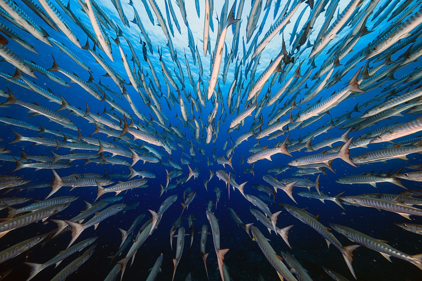 Big Picture 2021: In der Kategorie „Aquatic Life“ gewann der Fotograf Yung-Sen Wu mit seinem Foto der stromlinienförmigen Barrakudas am Blue Corner in Palau, rund 40 Kilometer südwestlich von Koror. Wegen der bergigen Riffe, einer großen Anzahl tropischer Fischarten und Korallenhaie gilt die Gegend als echtes Taucherparadies – und als eine Herausforderung. Unvorhersehbare Strömungen fordern hier selbst erfahrene Taucher. Über fünf Tage hinweg trotze Wu den Unberechenbarkeiten und kam schließlich mit dieser bemerkenswerten Aufnahme zurück an die Wasseroberfläche. In der Kategorie „Aquatic Life“ gewann der Fotograf Yung-Sen Wu mit seinem Foto der stromlinienförmigen Barrakudas am Blue Corner in Palau, rund 40 Kilometer südwestlich von Koror. Wegen der bergigen Riffe, einer großen Anzahl tropischer Fischarten und Korallenhaie gilt die Gegend als echtes Taucherparadies – und als eine Herausforderung. Unvorhersehbare Strömungen fordern hier selbst erfahrene Taucher. Über fünf Tage hinweg trotze Wu den Unberechenbarkeiten und kam schließlich mit dieser bemerkenswerten Aufnahme zurück an die Wasseroberfläche.