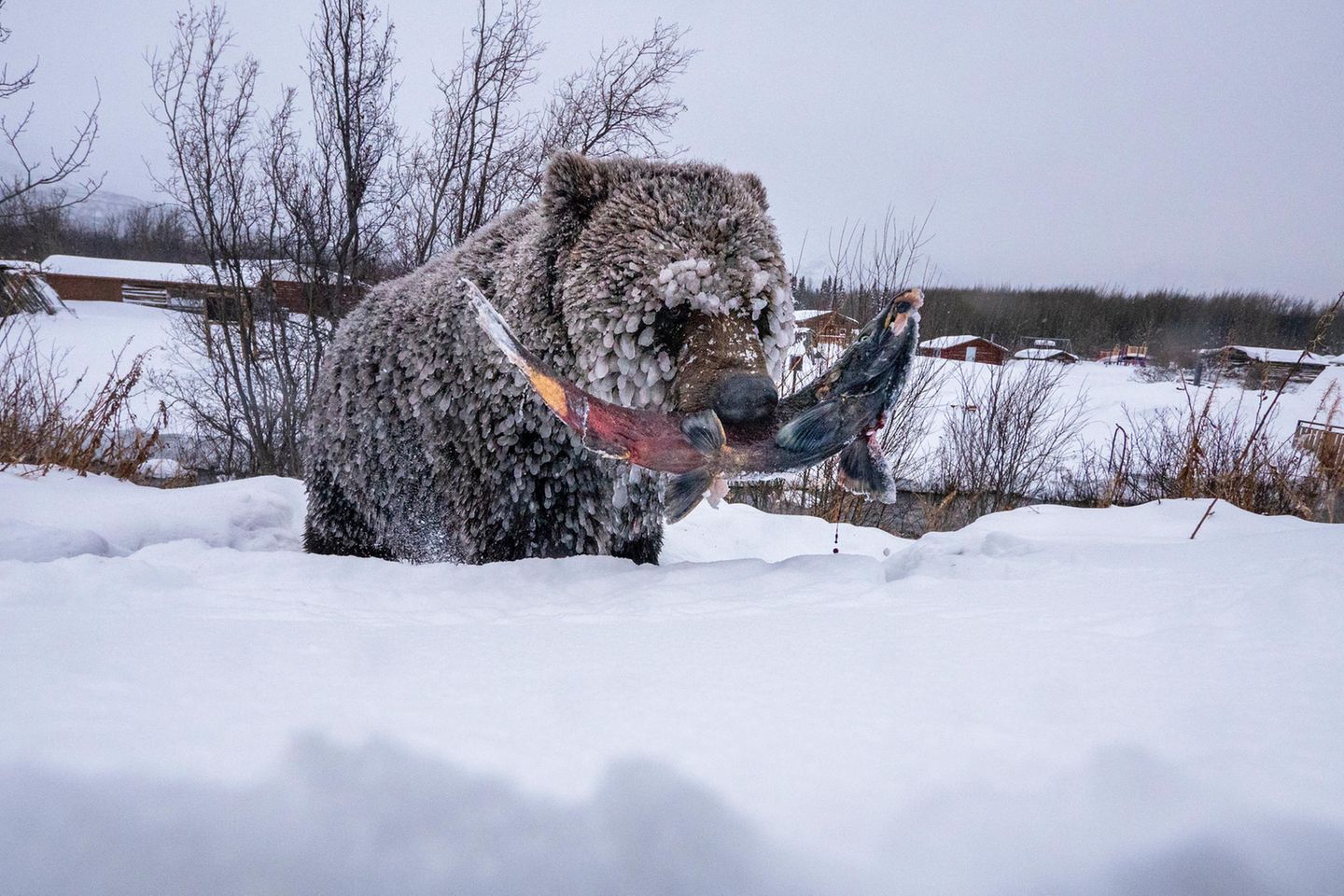 Big Picture 2021: Grizzlybären sind nicht gerade dafür bekannt, zimperlich zu sein. So trotzt dieses Exemplar selbst der eisigen Kälte im kanadischen Yukon, um sich ein Prachtexemplar aus den letzten Lachswanderungen der Saison zu ergattern und gestärkt in den verzögerten Winterschlaf zu fallen. Ein typisches Phänomen in dem Territorium im Nordwesten Kanadas – weshalb die großen Tiere auch liebevoll „Yukons Eisbären“ genannt werden. Mit einer Reihe von sechs Aufnahmen gewann Peter Mather die Kategorie „Photo Story“. Grizzlybären sind nicht gerade dafür bekannt, zimperlich zu sein. So trotzt dieses Exemplar selbst der eisigen Kälte im kanadischen Yukon, um sich ein Prachtexemplar aus den letzten Lachswanderungen der Saison zu ergattern und gestärkt in den verzögerten Winterschlaf zu fallen. Ein typisches Phänomen in dem Territorium im Nordwesten Kanadas – weshalb die großen Tiere auch liebevoll „Yukons Eisbären“ genannt werden. Mit einer Reihe von sechs Aufnahmen gewann Peter Mather die Kategorie „Photo Story“.
