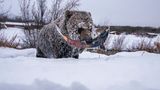 Grizzlybären sind nicht gerade dafür bekannt, zimperlich zu sein. So trotzt dieses Exemplar selbst der eisigen Kälte im kanadischen Yukon, um sich ein Prachtexemplar aus den letzten Lachswanderungen der Saison zu ergattern und gestärkt in den verzögerten Winterschlaf zu fallen. Ein typisches Phänomen in dem Territorium im Nordwesten Kanadas – weshalb die großen Tiere auch liebevoll „Yukons Eisbären“ genannt werden. Mit einer Reihe von sechs Aufnahmen gewann Peter Mather die Kategorie „Photo Story“.