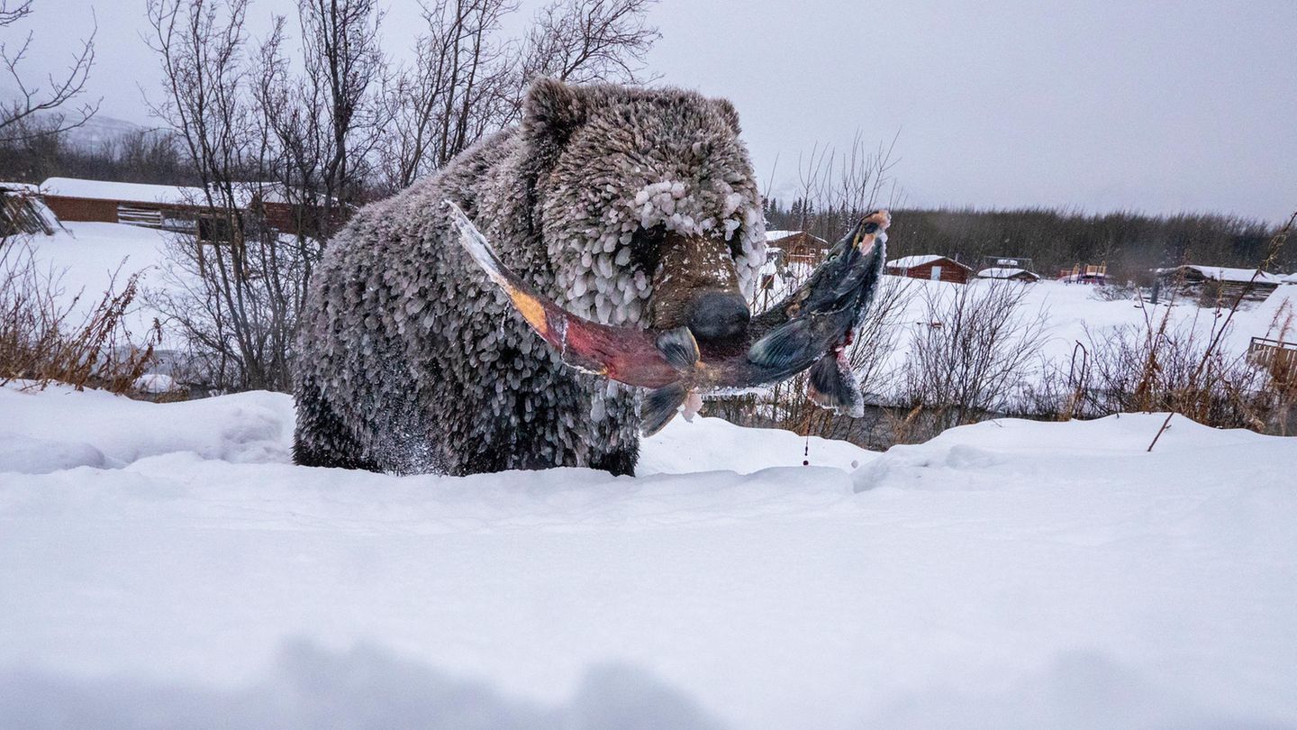 Grizzlybären sind nicht gerade dafür bekannt, zimperlich zu sein. So trotzt dieses Exemplar selbst der eisigen Kälte im kanadischen Yukon, um sich ein Prachtexemplar aus den letzten Lachswanderungen der Saison zu ergattern und gestärkt in den verzögerten Winterschlaf zu fallen. Ein typisches Phänomen in dem Territorium im Nordwesten Kanadas – weshalb die großen Tiere auch liebevoll „Yukons Eisbären“ genannt werden. Mit einer Reihe von sechs Aufnahmen gewann Peter Mather die Kategorie „Photo Story“.