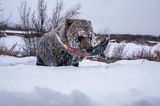 Grizzlybären sind nicht gerade dafür bekannt, zimperlich zu sein. So trotzt dieses Exemplar selbst der eisigen Kälte im kanadischen Yukon, um sich ein Prachtexemplar aus den letzten Lachswanderungen der Saison zu ergattern und gestärkt in den verzögerten Winterschlaf zu fallen. Ein typisches Phänomen in dem Territorium im Nordwesten Kanadas – weshalb die großen Tiere auch liebevoll „Yukons Eisbären“ genannt werden. Mit einer Reihe von sechs Aufnahmen gewann Peter Mather die Kategorie „Photo Story“.