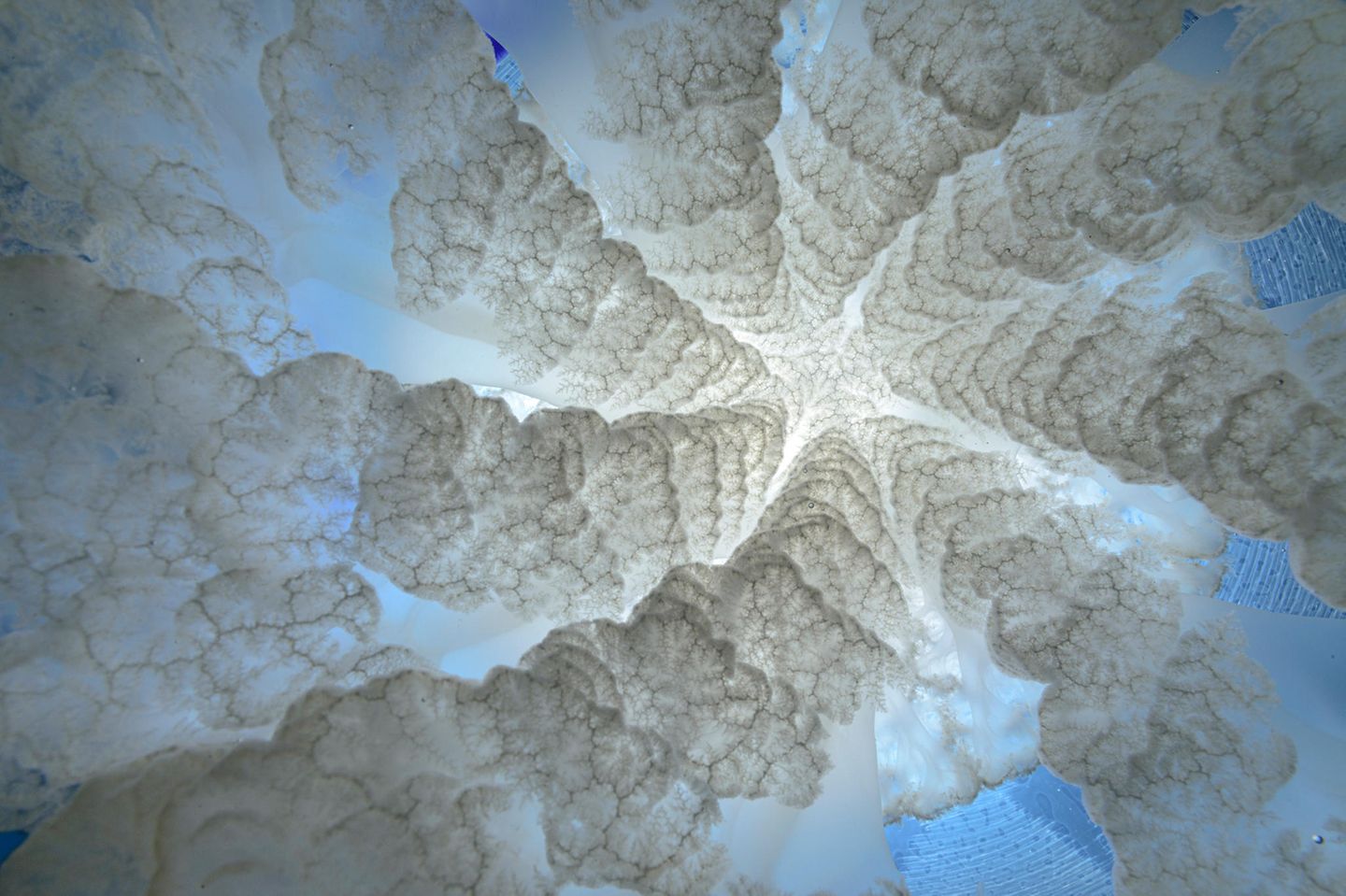 Big Picture 2021: Was aussieht wie das Innere eines Blumenkohls, ist in Wirklichkeit das Abbild der langen Tentakel der sogenannten Lungenqualle (Rhizostoma pulmo). Sie zählt mit einem Durchmesser von bis zu über 90 Zentimetern zu den größten Quallen der Welt und ist vom Nord- und Südatlantik bis zum Mittelmeer und zum Schwarzen Meer verbreitet. Ein solcher Anblick ist normalerweise jenen unglücklichen Meeresbewohnern vorbehalten, die in den Bann der Qualle geraten. Dank der Hintergrundbeleuchtung konnte der Fotograf Angel Fitor die Arme des eindrucksvollen Tieres samt seiner Sinnesorgane ablichten und wurde damit einer der Finalist in der Kategorie „Art of Nature“. Was aussieht wie das Innere eines Blumenkohls, ist in Wirklichkeit das Abbild der langen Tentakel der sogenannten Lungenqualle (Rhizostoma pulmo). Sie zählt mit einem Durchmesser von bis zu über 90 Zentimetern zu den größten Quallen der Welt und ist vom Nord- und Südatlantik bis zum Mittelmeer und zum Schwarzen Meer verbreitet. Ein solcher Anblick ist normalerweise jenen unglücklichen Meeresbewohnern vorbehalten, die in den Bann der Qualle geraten. Dank der Hintergrundbeleuchtung konnte der Fotograf Angel Fitor die Arme des eindrucksvollen Tieres samt seiner Sinnesorgane ablichten und wurde damit einer der Finalist in der Kategorie „Art of Nature“.
