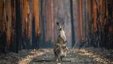 Die verheerenden Buschfeuer in Australien im letzten Jahr haben Spuren der Verwüstung hinterlassen: Millionen Hektar Land verbrannten und mehr als 100 Tierarten waren nach den Bränden auf Unterstützung angewiesen. Jo-Anne McArthur gelang ein Bild der Hoffnung: Ein Östliches Graues Riesenkänguru, das ihr Junges im Beutel durch den verkohlten Wald trägt. Mit ihrer Aufnahme wurde McArthur zur Gesamtsiegerin des BigPicture Natural World Photography Competition gekürt.