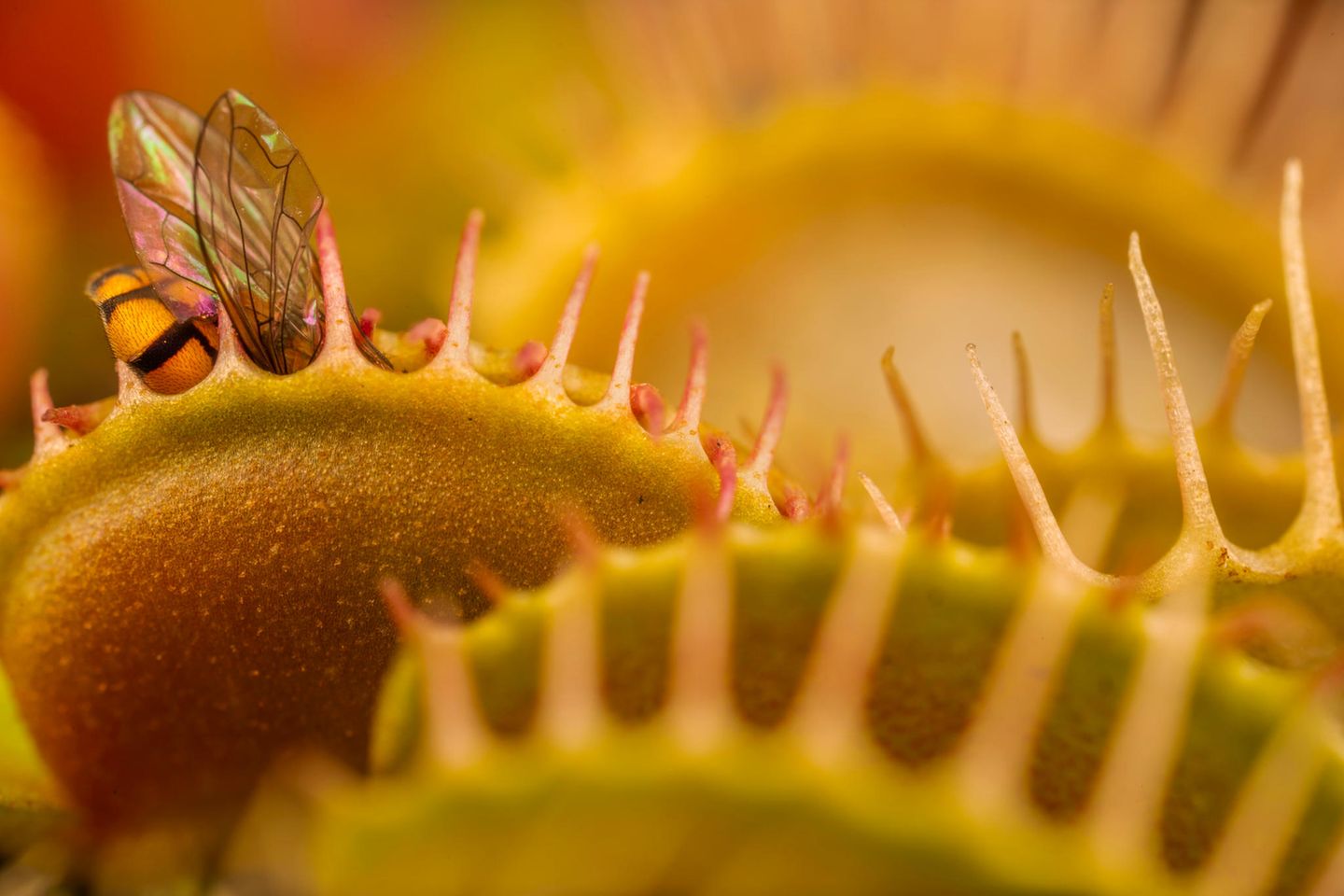 Big Picture 2021: Pflanzen sind eigentlich für ihre vergleichsweise hohe Trägheit bekannt – nicht so die fleischfressende Venusfliegenfalle (Dionaea muscipula). Ihre tödliche Falle schnappt innerhalb einer Hundertstelsekunde zu und das im richtigen Moment: Erst wenn die Sensoren zwei aufeinander folgende Berührungen registrieren, schließen sich die Blätter um ihre Opfer. Bleibt das gefangene Objekt ruhig, öffnen sie sich wieder – aber ab der fünften Bewegung schüttet die Pflanzenart mit Kultstatus Verdauungsenzyme aus. In einem Wald in North Carolina musste den Prozess eine Schwebefliege am eigenen Leib erfahren. Der Fotograf Nick Kanakis schaffte es mit dem Foto in die Finalisten der Kategorie „Landscapes, Waterscapes, and Flora“. Pflanzen sind eigentlich für ihre vergleichsweise hohe Trägheit bekannt – nicht so die fleischfressende Venusfliegenfalle (Dionaea muscipula). Ihre tödliche Falle schnappt innerhalb einer Hundertstelsekunde zu und das im richtigen Moment: Erst wenn die Sensoren zwei aufeinander folgende Berührungen registrieren, schließen sich die Blätter um ihre Opfer. Bleibt das gefangene Objekt ruhig, öffnen sie sich wieder – aber ab der fünften Bewegung schüttet die Pflanzenart mit Kultstatus Verdauungsenzyme aus. In einem Wald in North Carolina musste den Prozess eine Schwebefliege am eigenen Leib erfahren. Der Fotograf Nick Kanakis schaffte es mit dem Foto in die Finalisten der Kategorie „Landscapes, Waterscapes, and Flora“.