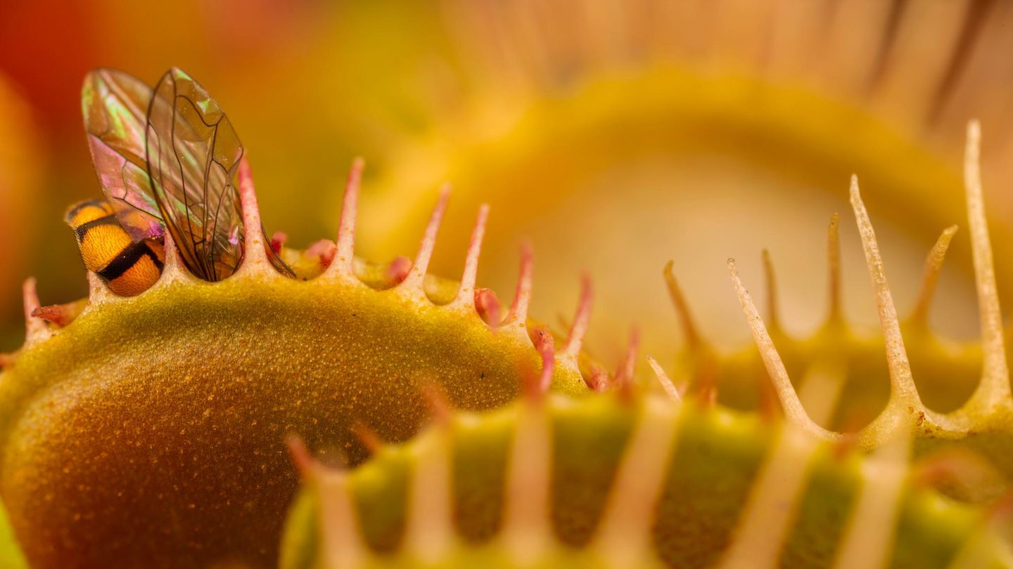 Pflanzen sind eigentlich für ihre vergleichsweise hohe Trägheit bekannt – nicht so die fleischfressende Venusfliegenfalle (Dionaea muscipula). Ihre tödliche Falle schnappt innerhalb einer Hundertstelsekunde zu und das im richtigen Moment: Erst wenn die Sensoren zwei aufeinander folgende Berührungen registrieren, schließen sich die Blätter um ihre Opfer. Bleibt das gefangene Objekt ruhig, öffnen sie sich wieder – aber ab der fünften Bewegung schüttet die Pflanzenart mit Kultstatus Verdauungsenzyme aus. In einem Wald in North Carolina musste den Prozess eine Schwebefliege am eigenen Leib erfahren. Der Fotograf Nick Kanakis schaffte es mit dem Foto in die Finalisten der Kategorie „Landscapes, Waterscapes, and Flora“.