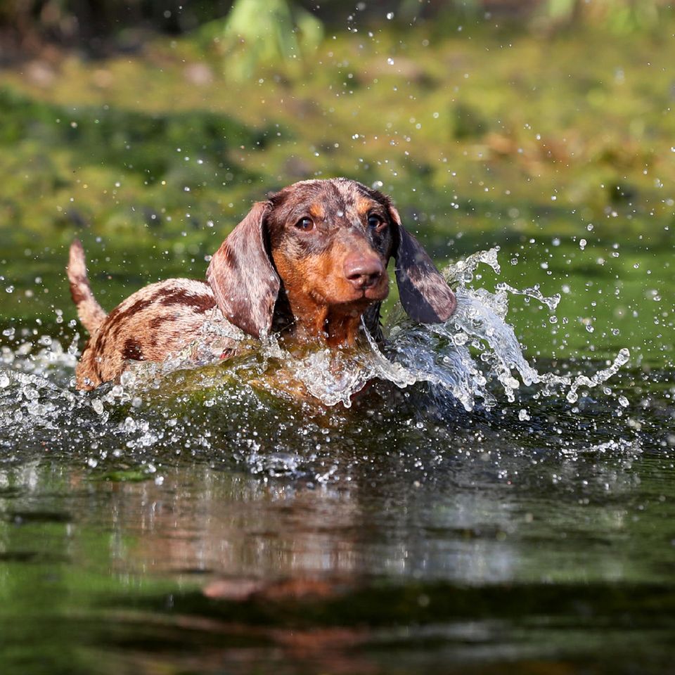 Dachshund plantscht im Wasser