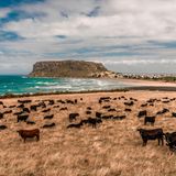 Kühe stehen auf einer Weide vor Stanley und The Nut
