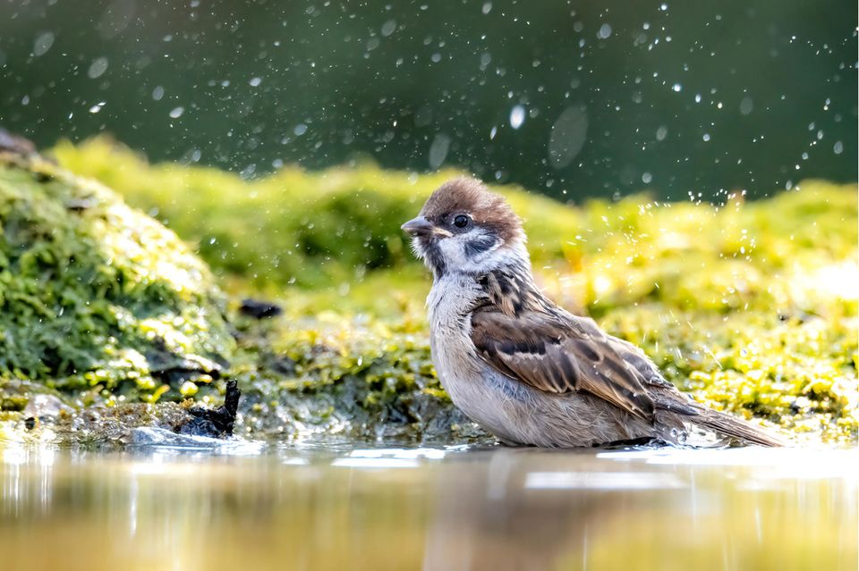 Vogel an Wasserstelle