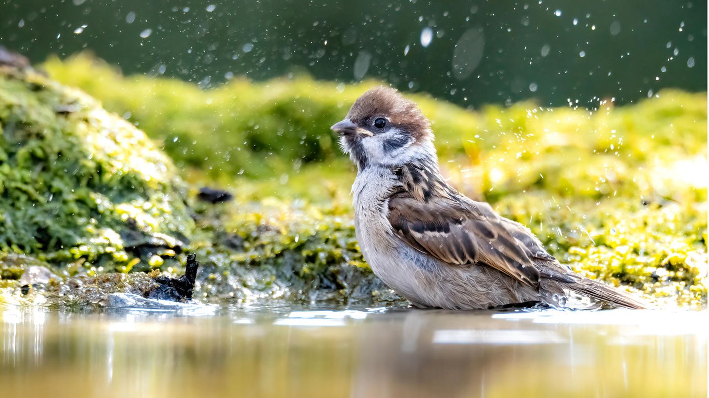 Vogel an Wasserstelle
