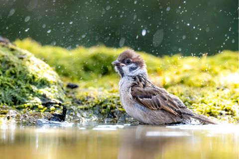 Vogel an Wasserstelle