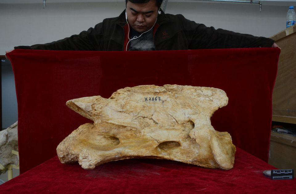 China: Ein Forscher blickt auf den Überrest des Riesennashorns, das im Nordwesten Chinas gefunden wurde Ein chinesischer Forscher blickt auf die Überreste des Riesennashorns, die im Nordwesten des Landes gefunden wurden